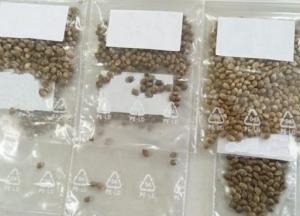В Киеве изъяли посылку с семенами каннабиса (фото)