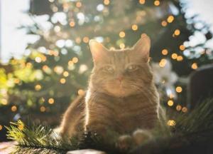 Прогноз погоды на 11 ноября: морозная ночь и солнечный день