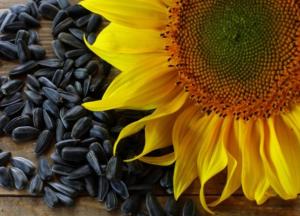 Медики рассказали о пользе и вреде регулярного употребления семечек