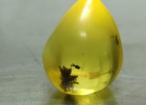 В аэропорту Борисполь у китайца обнаружили редкий камень янтаря (фото)