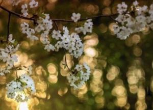 Прогноз погоды на 8 апреля: в Украине будет солнечно и тепло