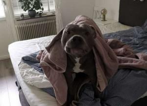 Женщина боялась соседского пса, пока он не спас ей жизнь (фото)