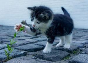 Издевалась над котенком: в Харькове бабушка странным образом веселила внучку