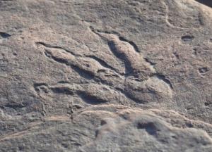 В Британии случайно обнаружили след динозавра, которому 220 млн лет