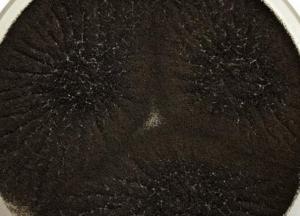 Названы микробы, способные выжить на Марсе