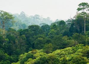 Ученые выяснили, какие леса лучше всего очищают атмосферу Земли