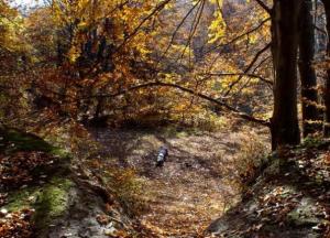 Прогноз погоды на 12 ноября: в Украине без осадков