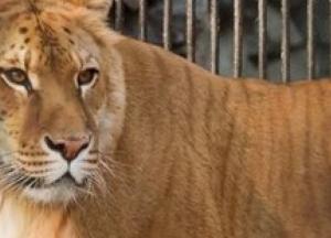Лигр: в российском сафари-парке поселился дивный зверь (фото)