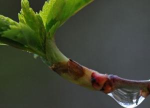 Погода в Украине: тепло пока задерживается