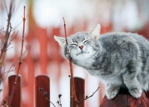 Погода в Украине 16 февраля: на западе дожди со снегом , но тепло не отступает