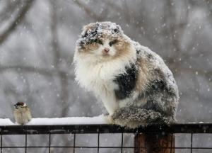 Прогноз погоды на 14 декабря: придет потепление и неприятный "сюрприз"