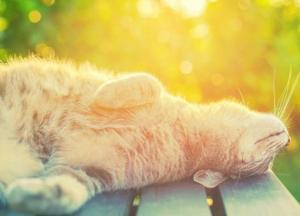 Прогноз погоды на 29 августа: будет солнечно и сухо