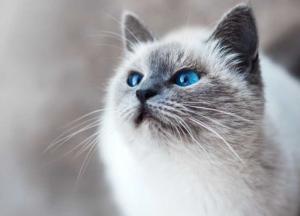 Погода в Украине 19 февраля: порывы ветра и дождь в большинстве областей