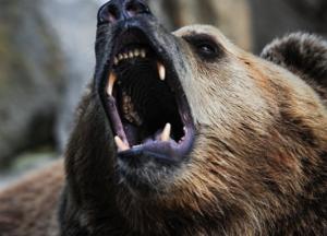 В Румынии медведь напал на пожилого мужчину и двоих детей