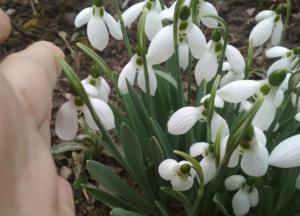 По всій Україні передчасне цвітіння сакури, пролісків та інших весняних рослин (фото)