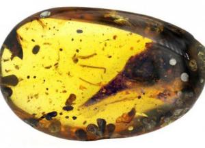 Обнаружен самый маленький динозавр размером с колибри (фото)