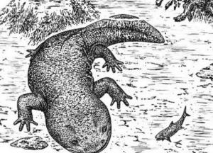 Ученые нашли останки неизвестной древней саламандры (фото)