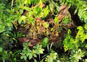 У Києві в ботсаду Гришка через блекаути та "паперову війну" гинуть тропічні рослини (фото)