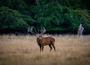 В Чехии полиция разыскивает оленя, который украл ружье у охотника
