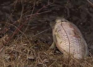 "Вонь, туши разбросало по берегу": в Киеве произошло масштабное ЧП