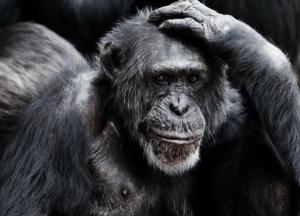 Японские ученые вылечили обезьяну от ВИЧ