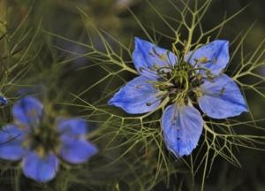 Черный тмин способен бороться с коронавирусом - ученые