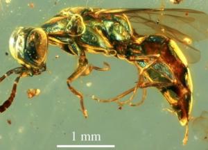 Ученые раскрыли загадку насекомых времен динозавров