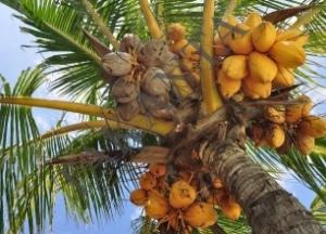 В Индонезии студентам разрешили оплачивать учебу кокосами и листьями