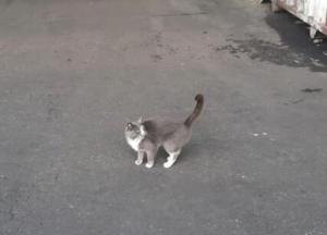 Украинский кот добрался до Израиля в металлическом контейнере, три недели питаясь конфетами (фото)