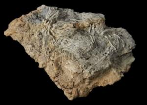 В Британии обнаружили огромное кладбище морских существ юрского периода