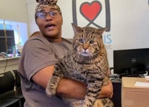 Приют ищет хозяина для 12-килограммового кота