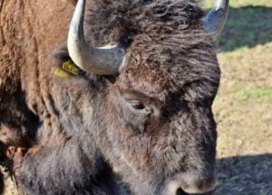 Зима удивляет: в заповеднике Аскания-Нова произошло аномальное пополнение