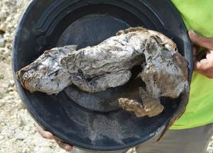 На Аляске нашли мумию волка возрастом 57 тысяч лет  