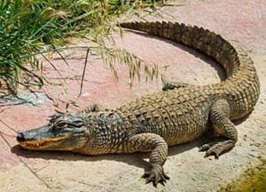 В Малайзии огромный крокодил съел мужчину (видео) 