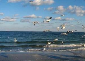 С украинских курортов "убежало" море (видео)