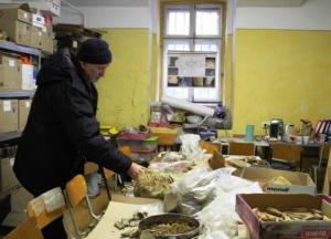 В Черновицкой области обнаружили зуб мамонта (фото)