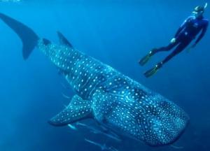 Ученые определили продолжительность жизни крупнейших рыб современности