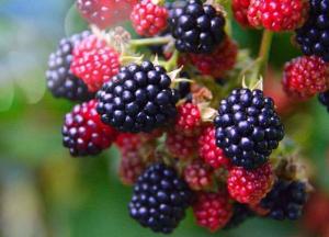 Названы полезные и вредные свойства ежевики