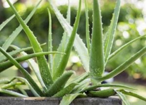 Врачи рассказали, какие продукты убирают лишний сахар в крови