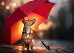 ​Дождь, снег, порывистый ветер, резкое падение давления, снижение температуры