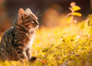 Лето возвращается: какой будет погода в воскресенье