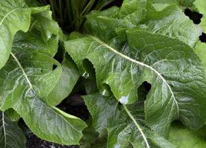 Ученые обнаружили овощ, который снижает вероятность развития рака 