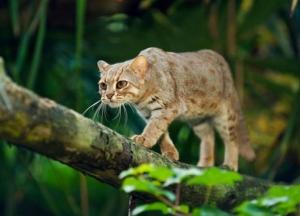 В лесах стало в два раза меньше животных