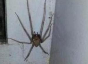 В два раза больше руки и поедает птиц: в Австралии сняли паука-монстра