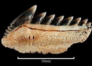 Зубы гигантского монстра возрастом 25 миллионов лет нашли на пляже Австралии