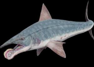 Ученые нашли неизвестный ранее вид химер