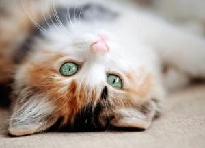 Ученые выявили у кошек семь типов характера