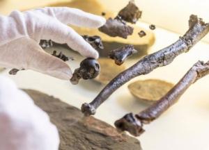 Ученые нашли окаменелости неизвестного ранее предка человека