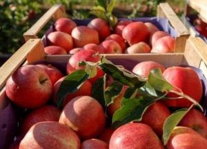 В ЕС сняли запрет на импорт украинских овощей и фруктов