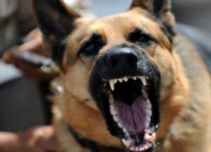 В Полтаве собаки отгрызли голову мужчине